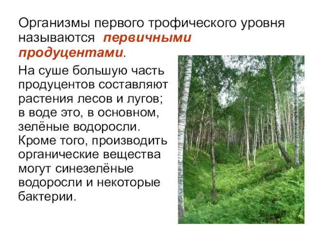 Организмы первого трофического уровня называются первичными продуцентами. На суше большую