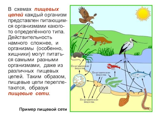 В схемах пищевых цепей каждый организм представлен питающим-ся организмами какого-то