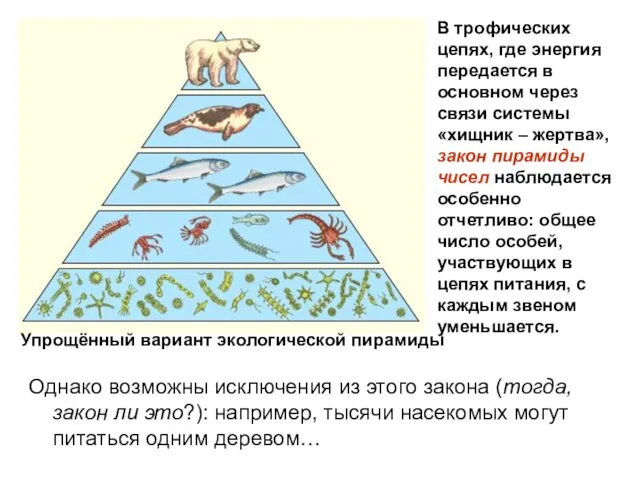 Упрощённый вариант экологической пирамиды В трофических цепях, где энергия передается