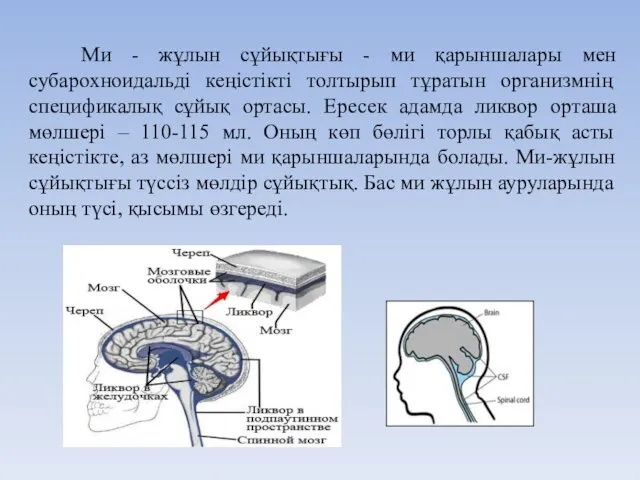 Ми - жұлын сұйықтығы - ми қарыншалары мен субарохноидальді кеңістікті