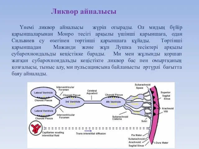 Үнемі ликвор айналысы жүріп отырады. Ол мидың бүйір қарыншаларынан Монро тесігі арқылы үшінші