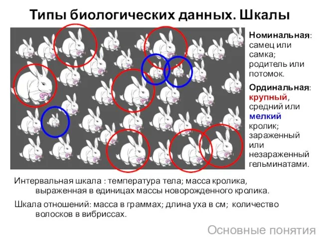 Основные понятия Интервальная шкала : температура тела; масса кролика, выраженная