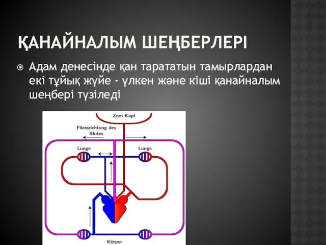 ҚАНАЙНАЛЫМ ШЕҢБЕРЛЕРІ Адам денесінде қан тарататын тамырлардан екі тұйық жүйе