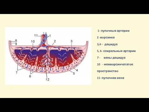 1- пупочные артерии 2 -ворсинка 3,4 – децидуа 5, 6- спиральные артерии 7
