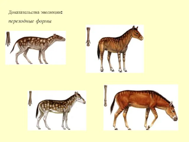 Доказательства эволюции: переходные формы