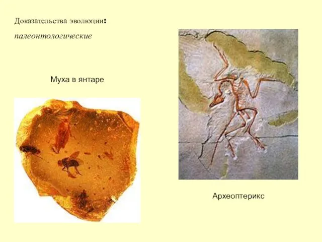 Доказательства эволюции: палеонтологические Археоптерикс Муха в янтаре