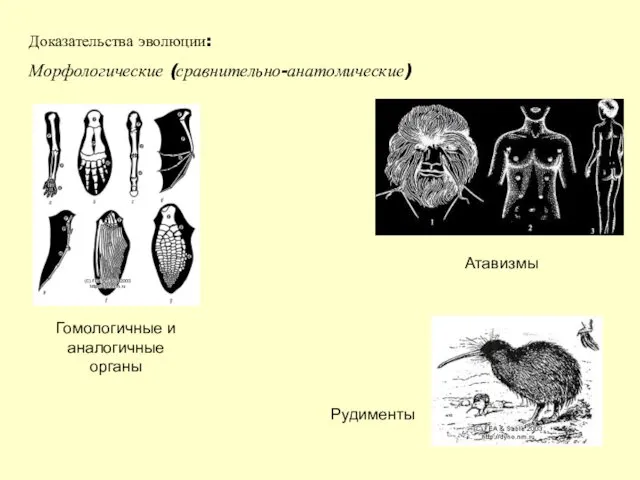 Доказательства эволюции: Морфологические (сравнительно-анатомические) Гомологичные и аналогичные органы Атавизмы Рудименты
