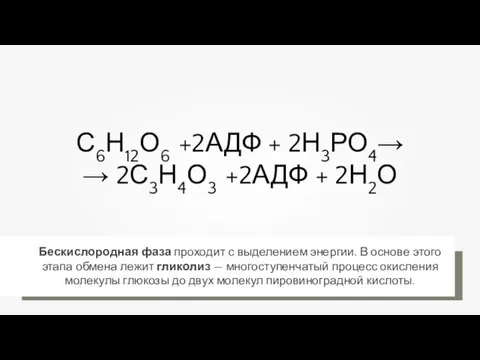 С6Н12О6 +2АДФ + 2Н3РО4→ → 2С3Н4О3 +2АДФ + 2Н2О