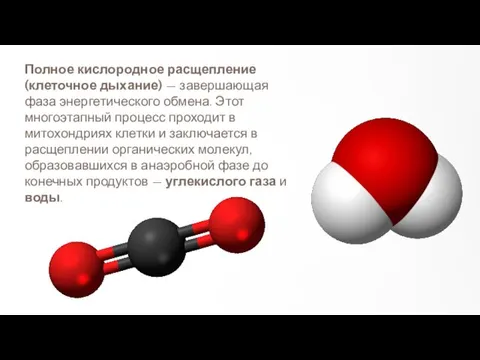 Полное кислородное расщепление (клеточное дыхание) — завершающая фаза энергетического обмена.