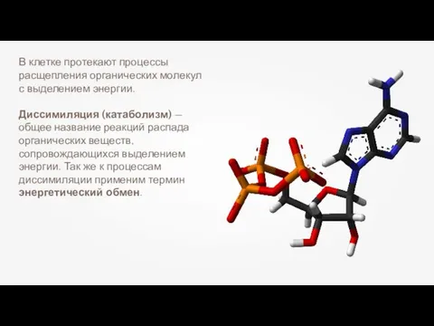 В клетке протекают процессы расщепления органических молекул с выделением энергии.