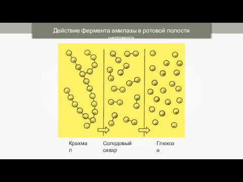 Действие фермента амилазы в ротовой полости человека