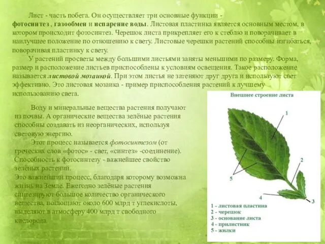 Лист - часть побега. Он осуществляет три основные функции -