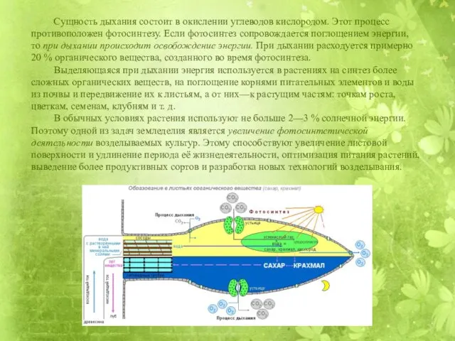 Сущность дыхания состоит в окислении углеводов кислородом. Этот процесс противоположен