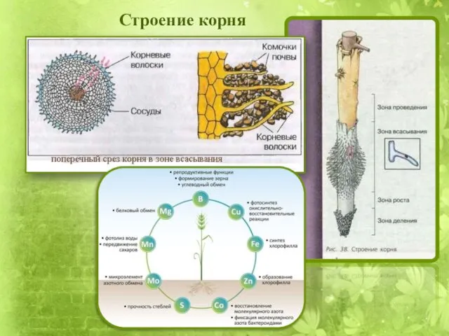 Строение корня