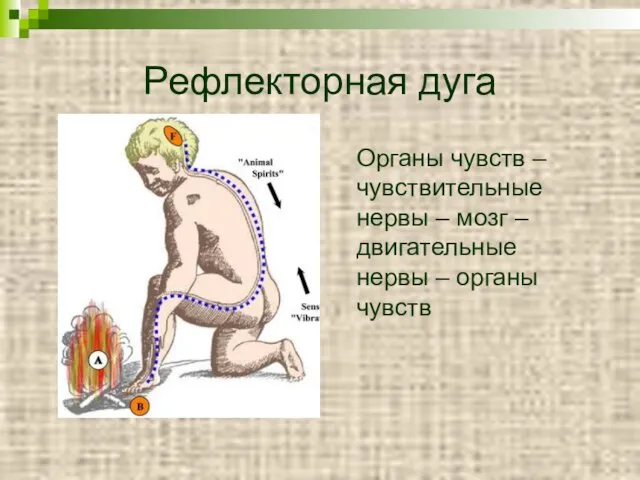 Рефлекторная дуга Органы чувств – чувствительные нервы – мозг – двигательные нервы – органы чувств