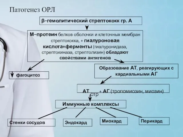 Патогенез ОРЛ β–гемолитический стрептококк гр. А М–протеин белков оболочки и