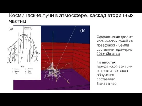 Космические лучи в атмосфере: каскад вторичных частиц Эффективная доза от