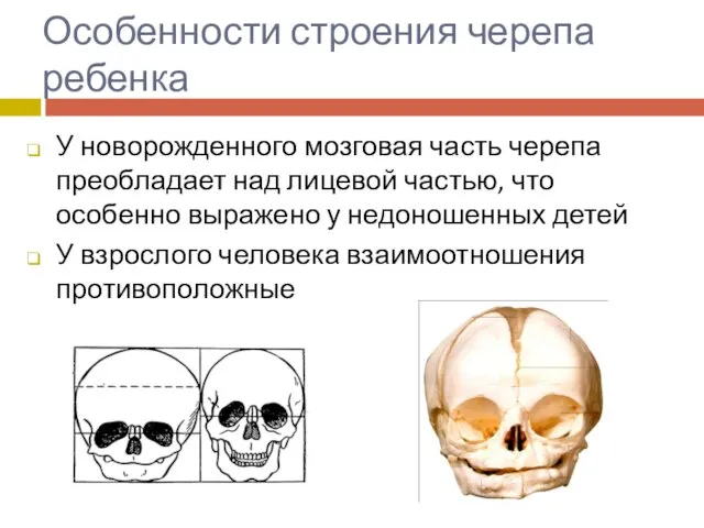 Особенности строения черепа ребенка У новорожденного мозговая часть черепа преобладает