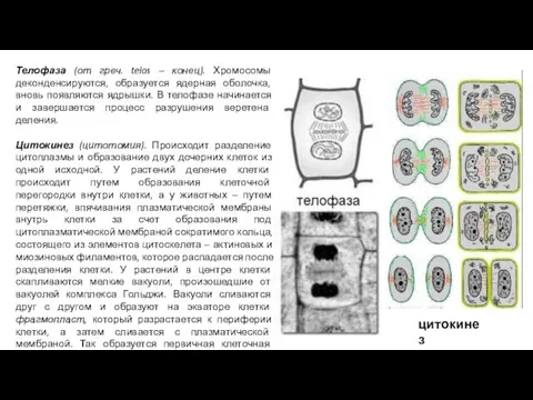 Телофаза (от греч. telos – конец). Хромосомы деконденсируются, образуется ядерная