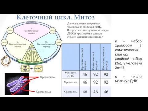 n – набор хромосом (в соматических клетках двойной набор (2n),