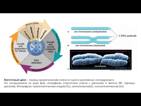 Клеточный цикл – период существования клетки от одного деления до
