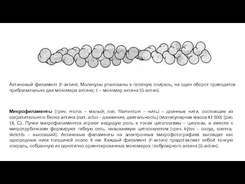 Актиновый филамент (F-актин). Молекулы упакованы в плотную спираль; на один