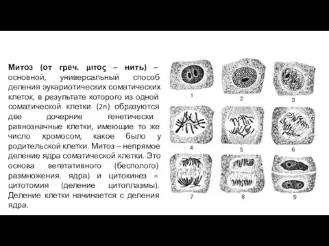 Митоз (от греч. μιτος – нить) – основной, универсальный способ