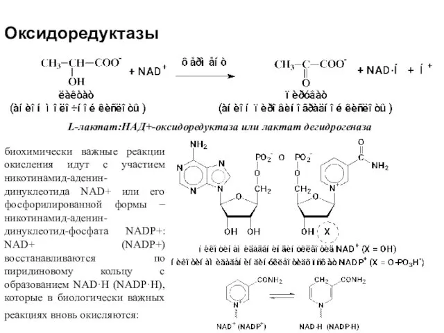 Оксидоредуктазы L-лактат:НАД+-оксидоредуктаза или лактат дегидрогеназа биохимически важные реакции окисления идут