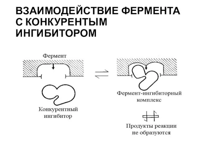 ВЗАИМОДЕЙСТВИЕ ФЕРМЕНТА С КОНКУРЕНТЫМ ИНГИБИТОРОМ