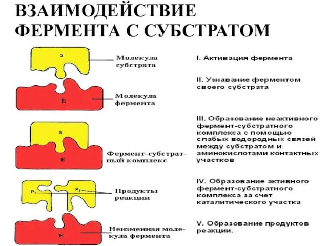 ВЗАИМОДЕЙСТВИЕ ФЕРМЕНТА С СУБСТРАТОМ