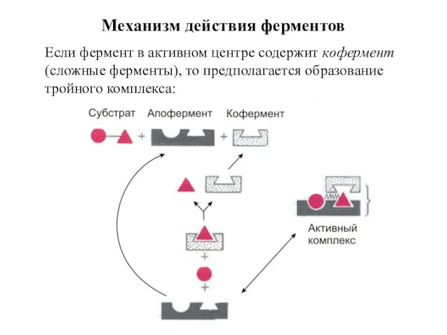 Механизм действия ферментов Если фермент в активном центре содержит кофермент