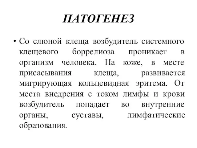 ПАТОГЕНЕЗ Со слюной клеща возбудитель системного клещевого боррелиоза проникает в