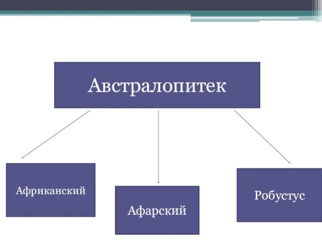 Австралопитек Африканский Афарский Робустус