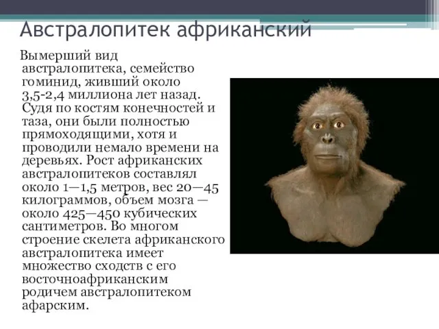 Австралопитек африканский Вымерший вид австралопитека, семейство гоминид, живший около 3,5-2,4