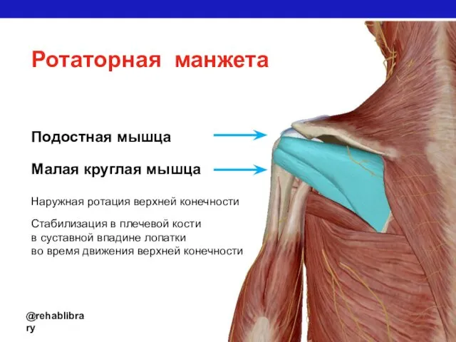 @rehablibrary Ротаторная манжета Подостная мышца Стабилизация в плечевой кости в