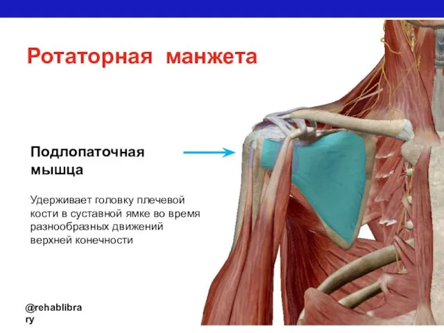 Ротаторная манжета @rehablibrary Подлопаточная мышца Удерживает головку плечевой кости в