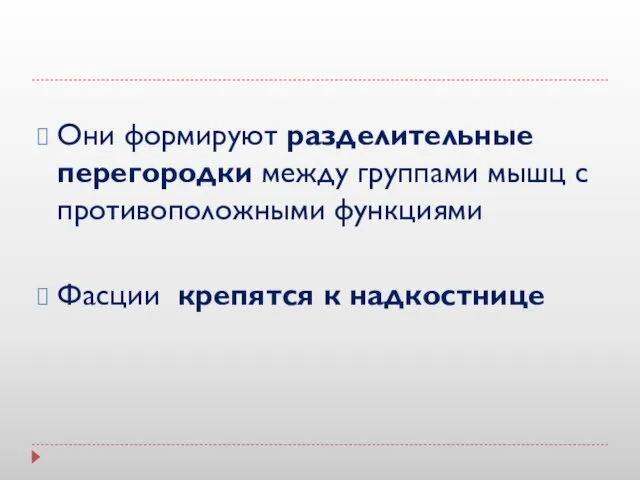 Они формируют разделительные перегородки между группами мышц с противоположными функциями Фасции крепятся к надкостнице