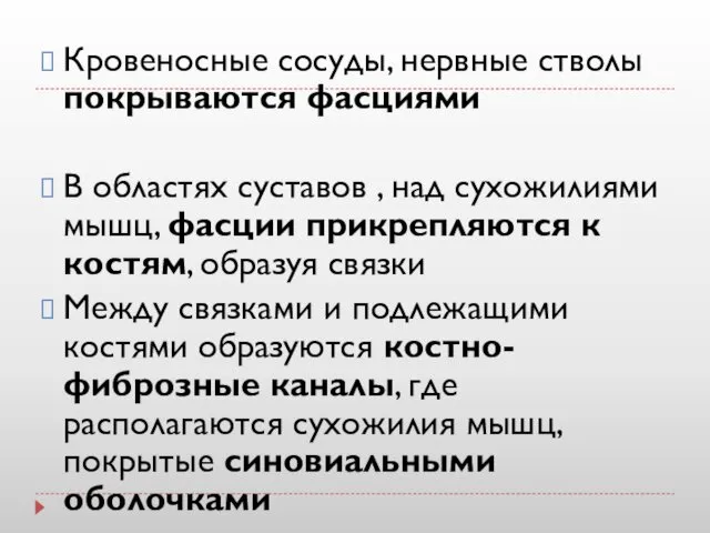 Кровеносные сосуды, нервные стволы покрываются фасциями В областях суставов , над сухожилиями мышц,