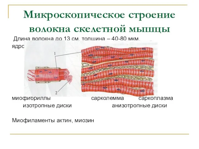 Микроскопическое строение волокна скелетной мышцы Длина волокна до 13 см, толщина – 40-80
