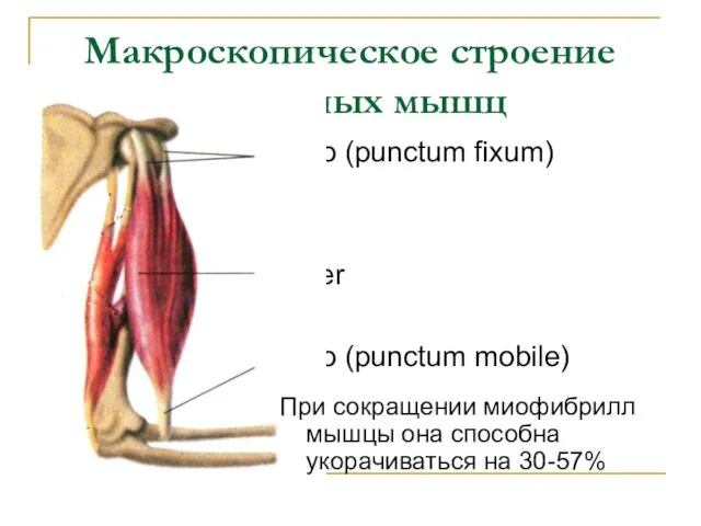 Макроскопическое строение скелетных мышц tendo (punctum fixum) venter tendo (punctum mobile) При сокращении