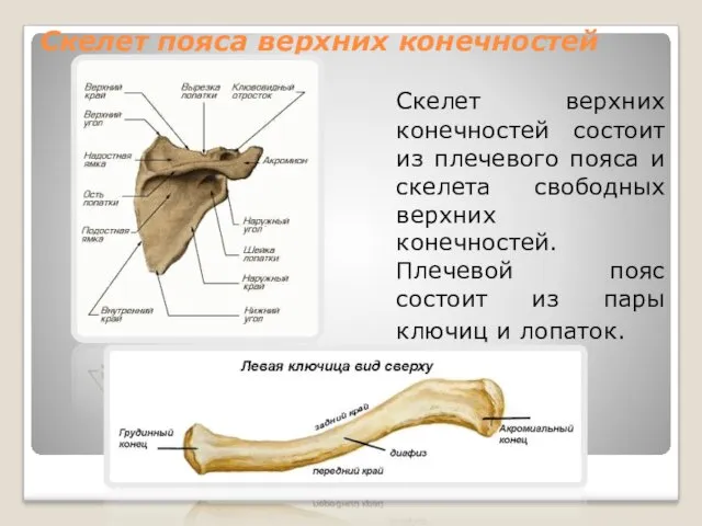 Скелет пояса верхних конечностей Скелет верхних конечностей состоит из плечевого