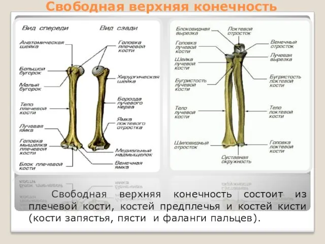 Свободная верхняя конечность Свободная верхняя конечность состоит из плечевой кости,