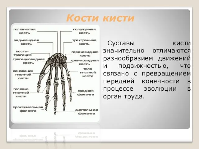 Кости кисти Суставы кисти значительно отличаются разнообразием движений и подвижностью,