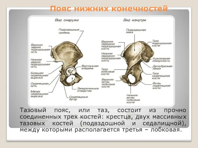 Пояс нижних конечностей Тазовый пояс, или таз, состоит из прочно