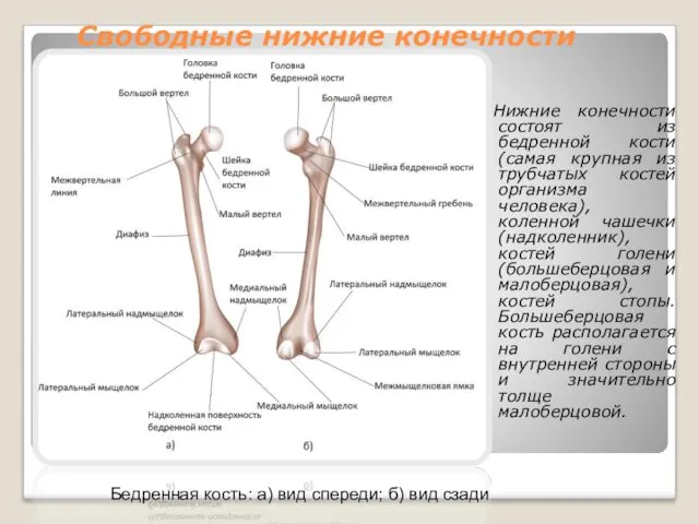 Свободные нижние конечности Нижние конечности состоят из бедренной кости (самая