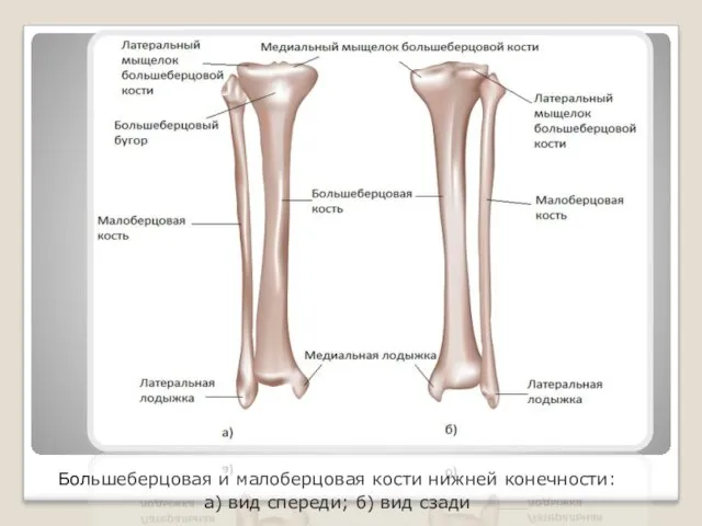 Большеберцовая и малоберцовая кости нижней конечности: а) вид спереди; б) вид сзади