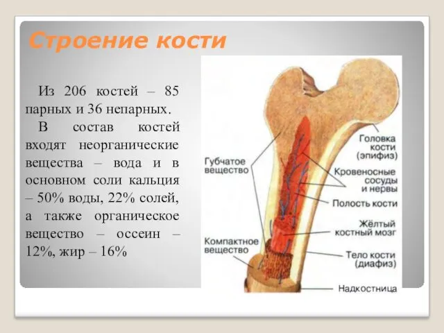 Строение кости Из 206 костей – 85 парных и 36