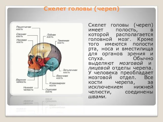 Скелет головы (череп) Скелет головы (череп) имеет полость, в которой