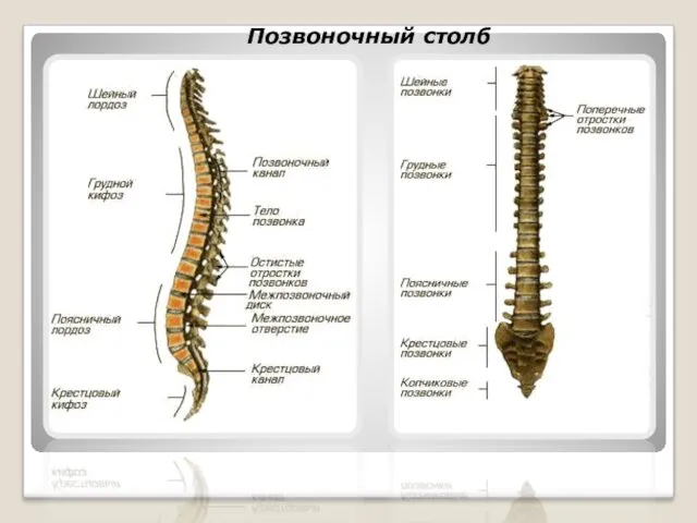 Позвоночный столб