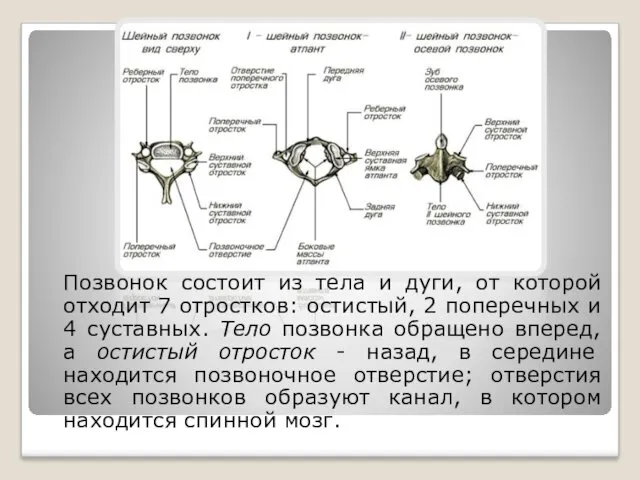 Позвонок состоит из тела и дуги, от которой отходит 7